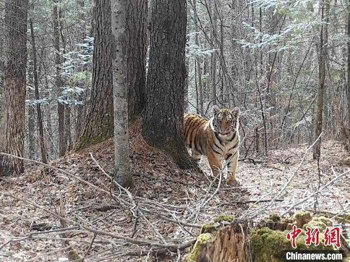 吉林挖机师傅偶遇老虎巡山，惊险瞬间与自然感悟