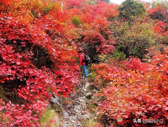 寒露节气，物候特征与独特之处解析