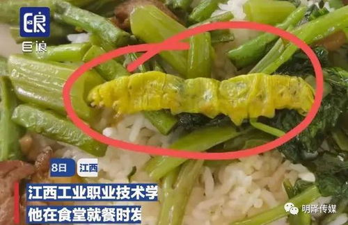 上海某学校食堂惊现异物，食品安全问题引发关注，青虫与蜗牛事件