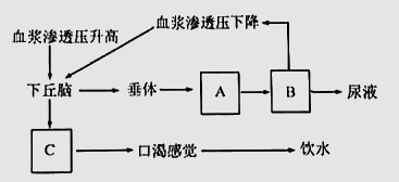 揭秘人体奥秘，发烧背后的体温调节系统之谜